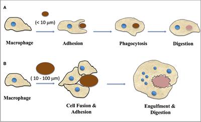 Giant cells: multiple cells unite to survive